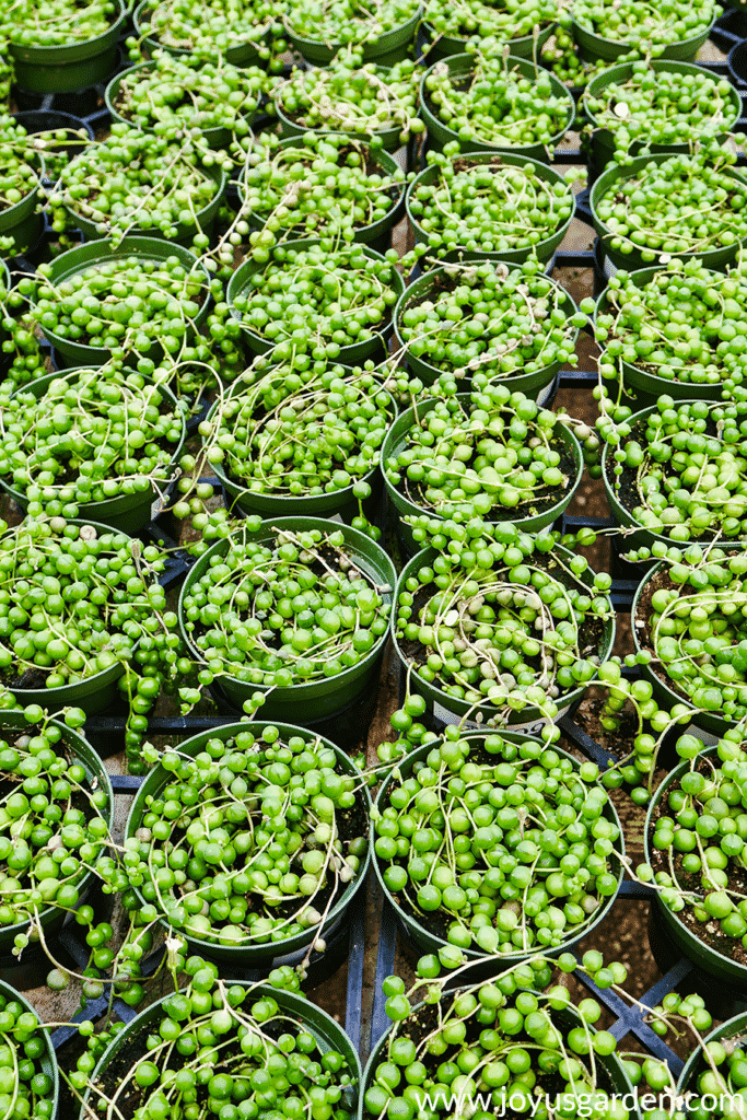 Dozens of 4" String of Pearls plants growing in a nursery