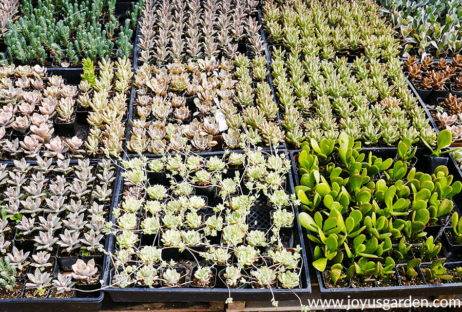 trays of small succulents for sale at Green Things Nursery