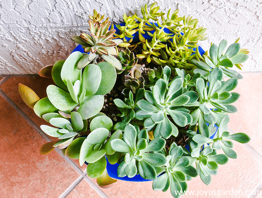 looking down on a variety of succulents planted in blue container