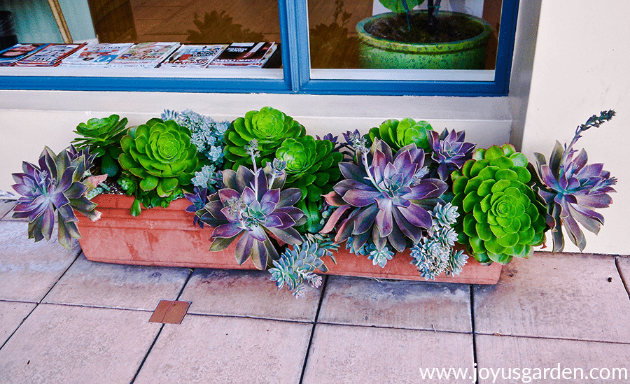 Beautiful succulents displayed in a long, shallow planter in Santa Barbara CA