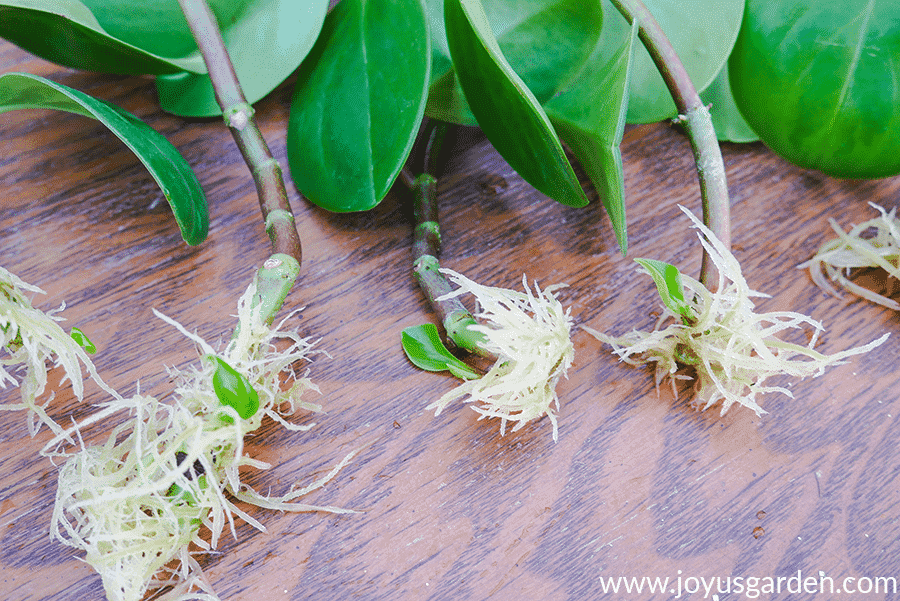 many roots appearing out of the ends of baby rubber plant cuttings