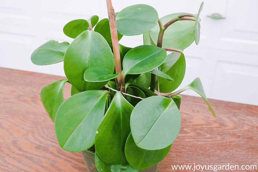 newly planted baby rubber plant cuttings are tied up with jute string