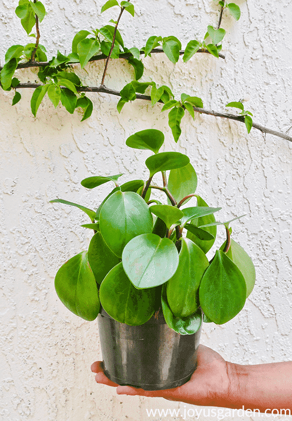 How To Plant Baby Rubber Plant (Peperomia Obtusifolia) Cuttings