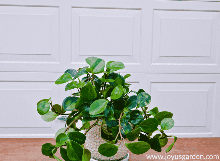 How To Plant Baby Rubber Plant Cuttings Joy Us Garden