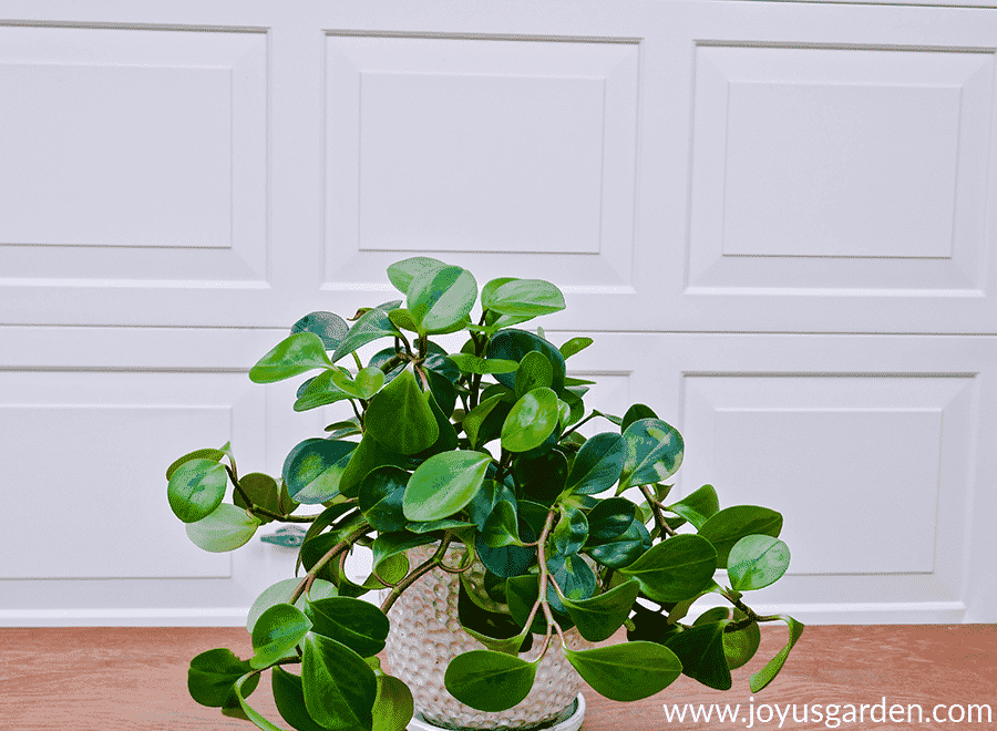 a baby rubber plant peperomia obtusifolia spills out of a glossy pearl ceramic pot