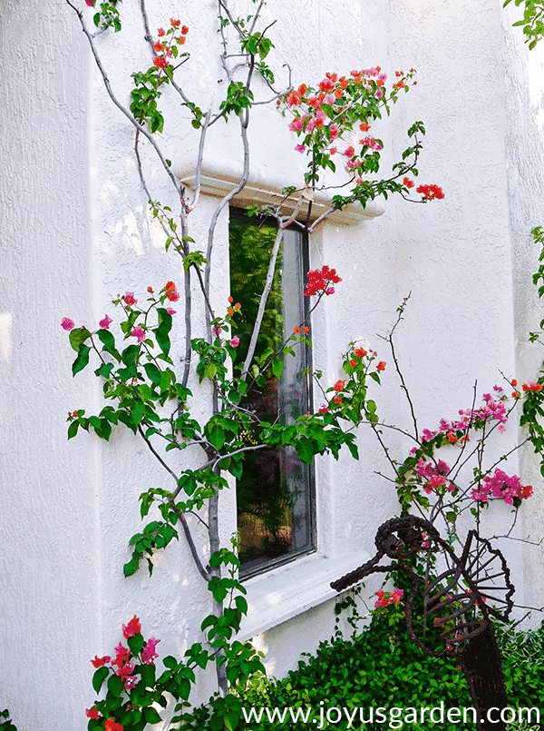 thin bougainvilleas in spring with a few flowers growing against a white house