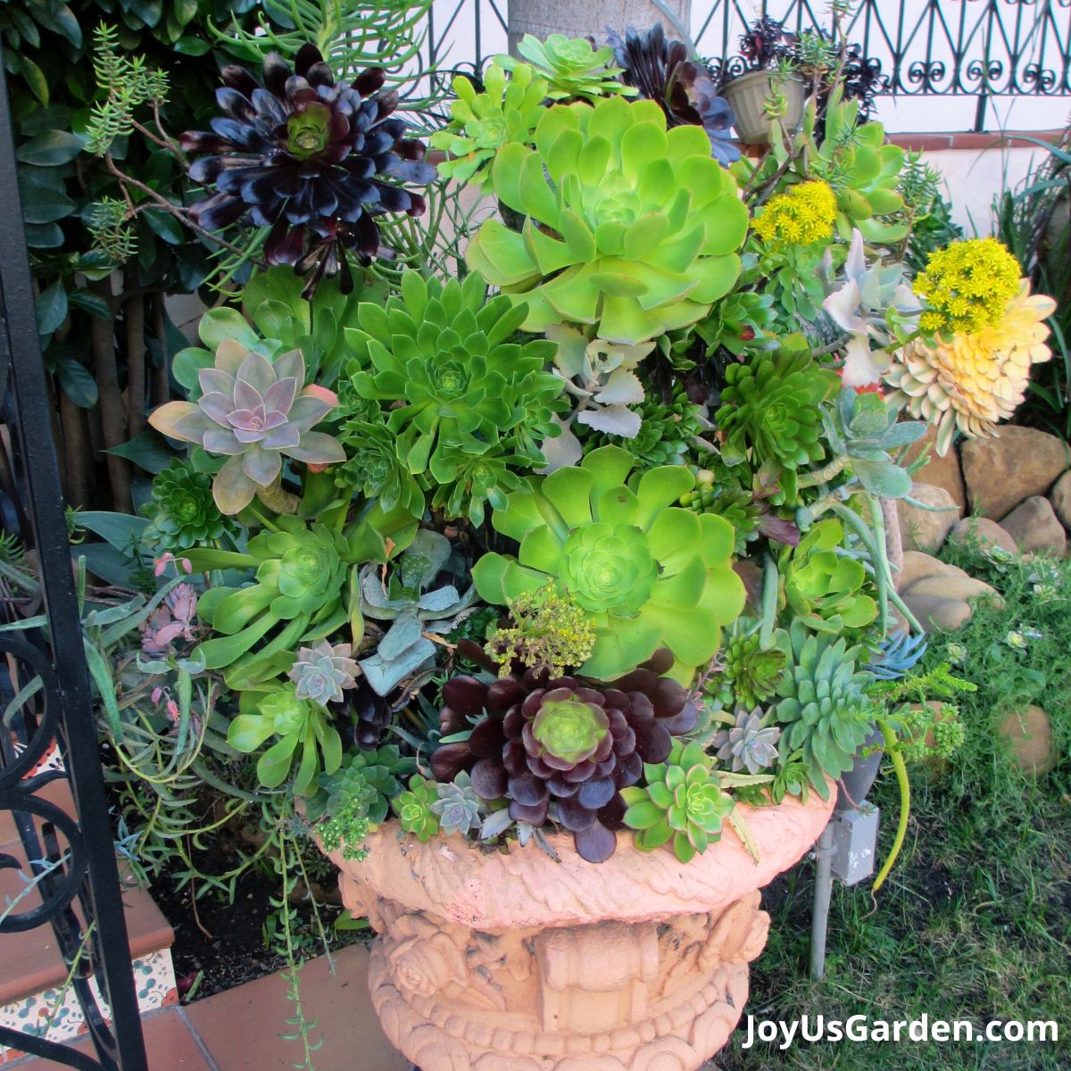 a grouping of fleshy succulents growing together in planter outdoors