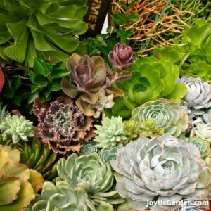 How Much Sun Do Succulents Need? 2024 Guide