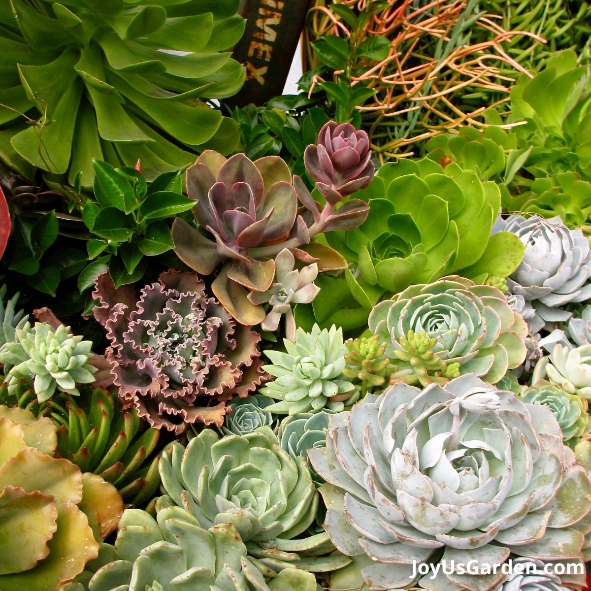 a grouping of fleshy succulents growing together 