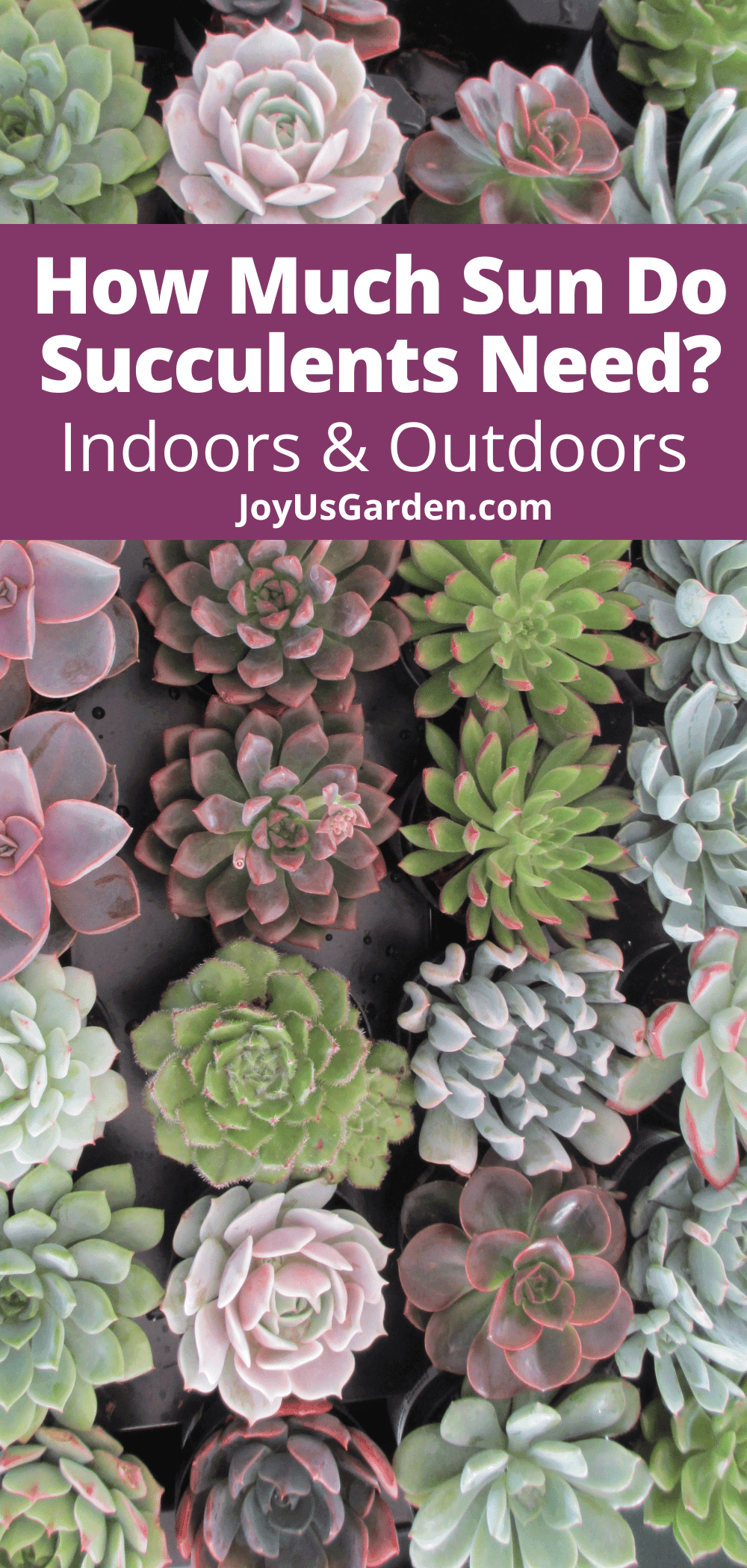 How Much Sun Do Succulents Need? 2025 Guide