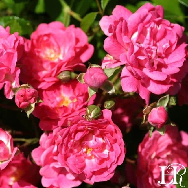 Close up of beautiful bright pink flowers of the lovely fairy rose by heirloom roses.