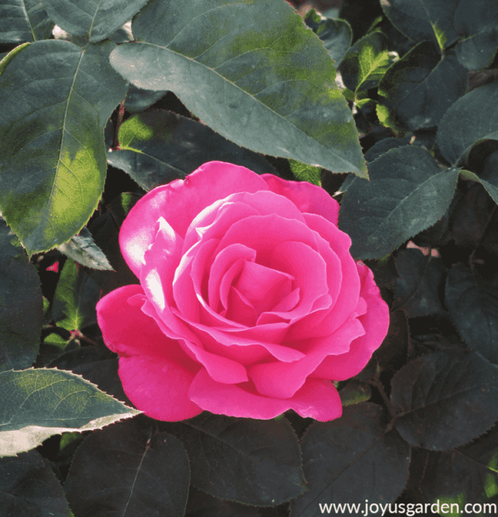 Rose Gardening Perfect Roses For Container Gardening Rose Gardening Perfect Roses For Container Gardening