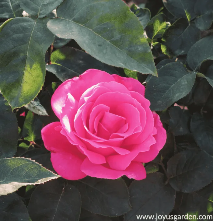 Close up of a beautiful deep pink perfume delight rose flower.