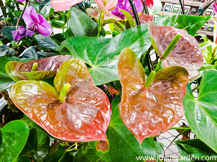 Two anthurium plants with brown/red flowers