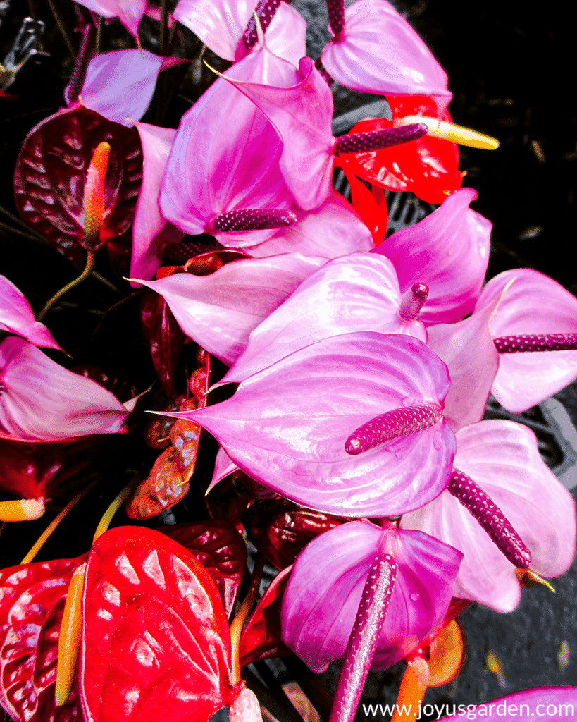 Purple & red anthurium flower stems