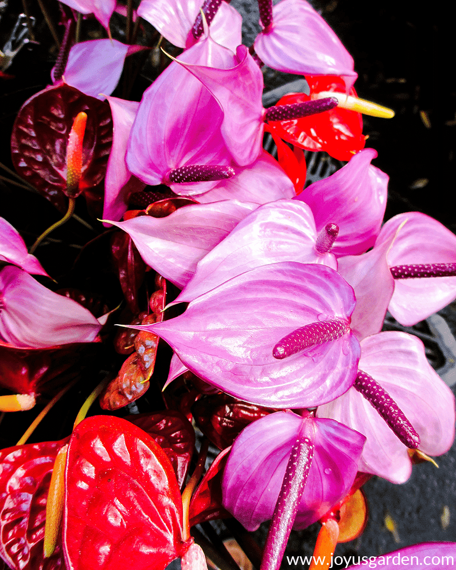 Pin and red anthurium flowers.