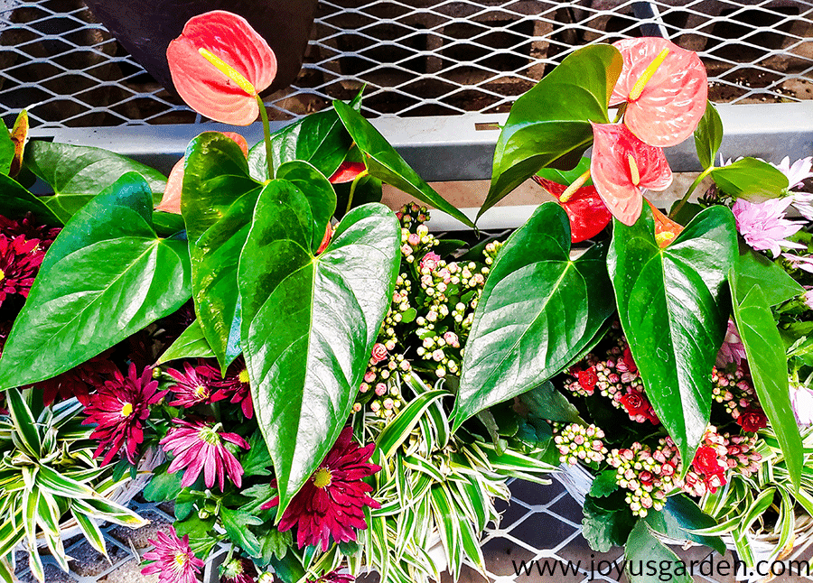 Two anthurium plants with red flowers clustered with other colorful flowers in dish gardens