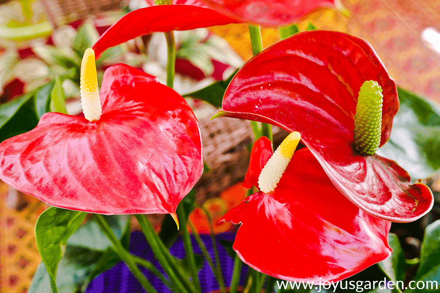 Close up of red anthurium flowers.