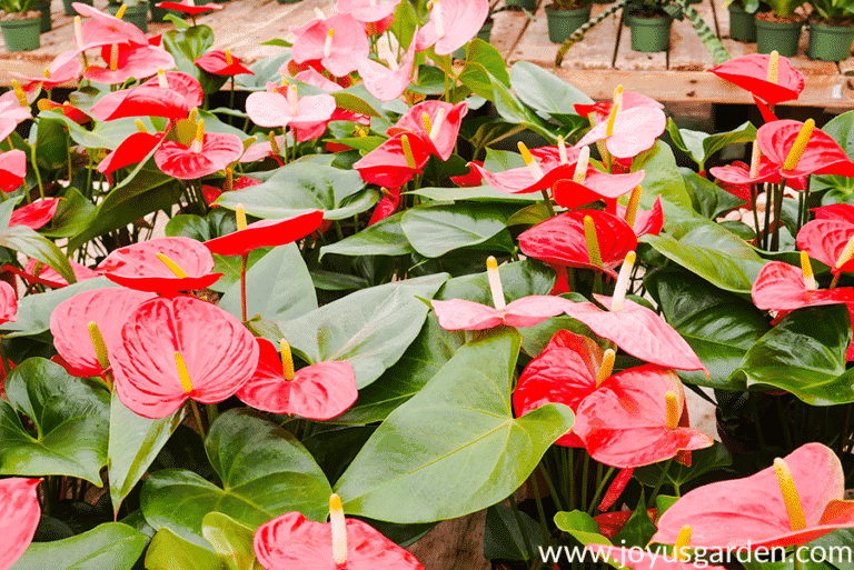 Mẹo chăm sóc cây Hồng Môn (chi Anthurium) Cỏ Dại