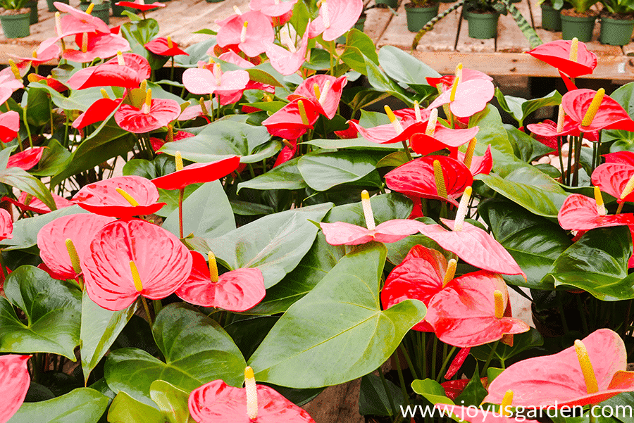 Lots of Anthurium plants with red flowers growing in a greenhouse.