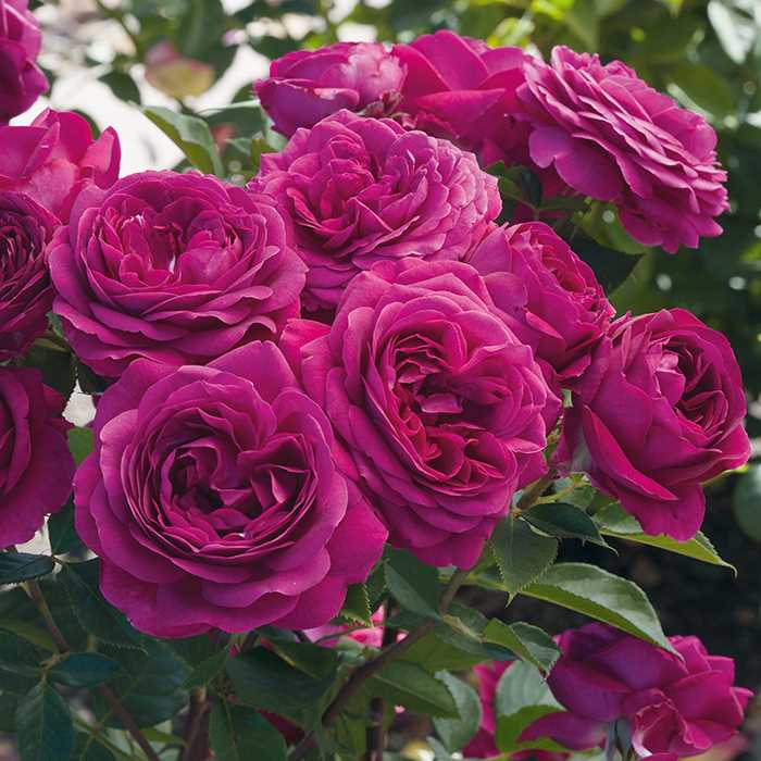 Close up of the beautiful plum colored flowers of a celestial night rose by heirloom roses.