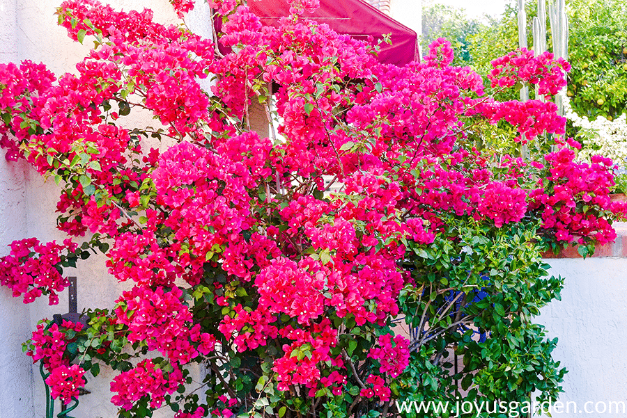 a bougainvillea barbara karst with red flowers in full bloom