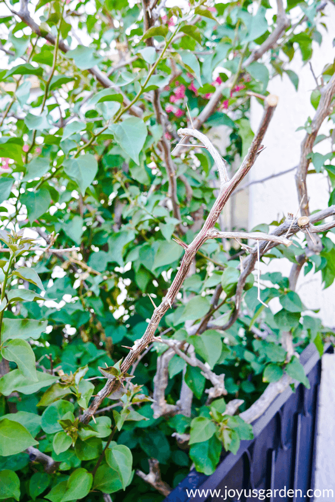 close up of bougainvillea with dead branches after freeze damage