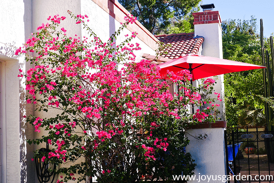 a bougainvillea barbara karst with red flowers in bloom after light freeze damage