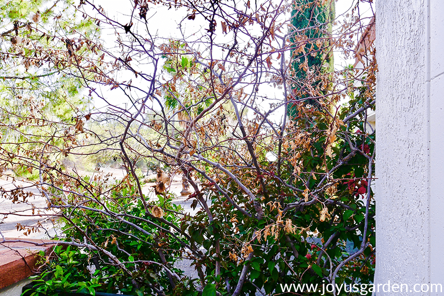 close up of bougainvillea with dead leaves after hard freeze damage