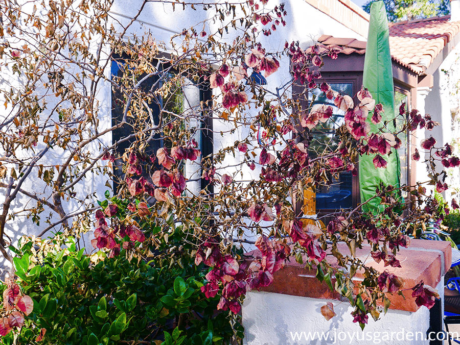 close up of bougainvillea barbara karst with dead leaves & flowers after hard freeze damage