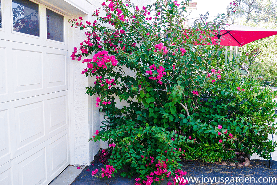 bougainvillea barbara karst with red flowers in partial bloom