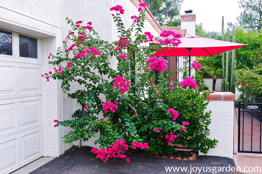 bougainvillea barbara karst in bloom with red flowers in tucson