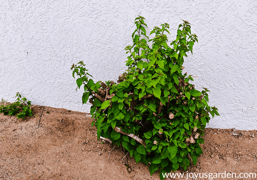 bougainvillea cut back too far after a freeze