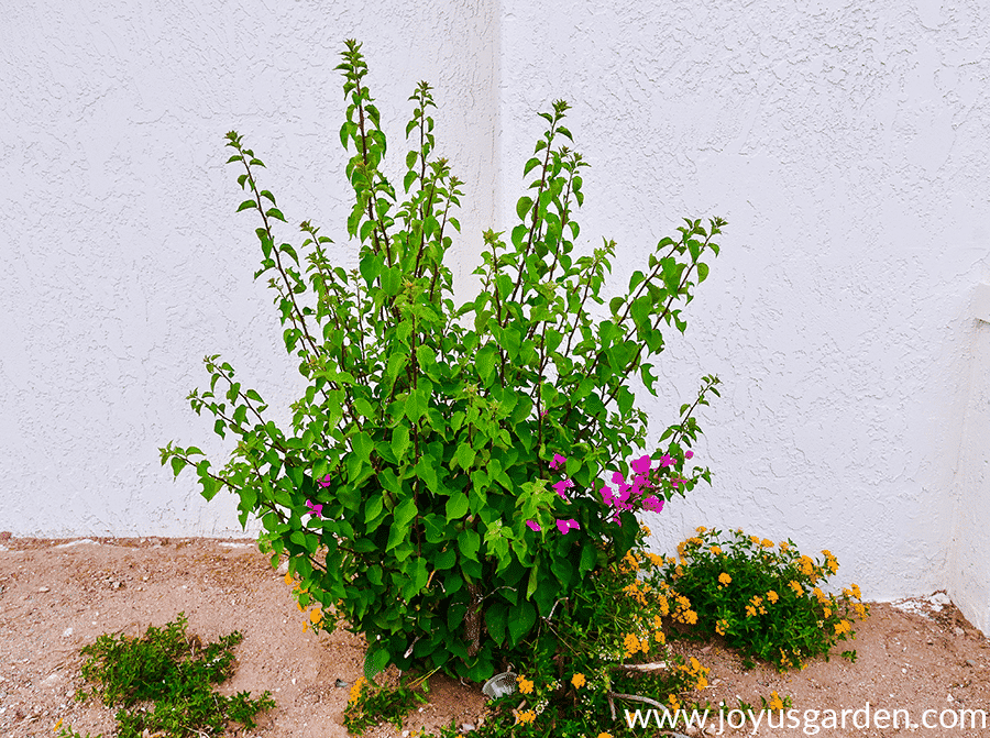 bougainvillea growing back after a hard freeze