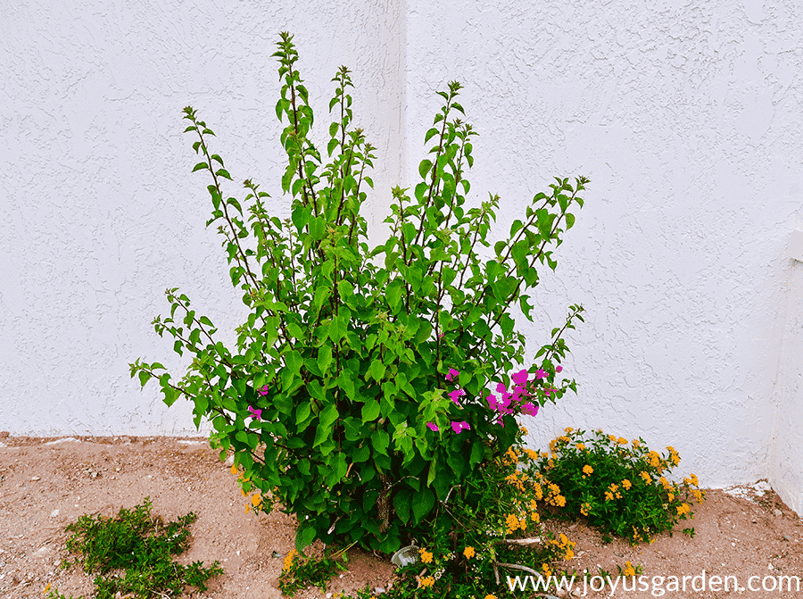 bougainvillea growing back after a hard freeze