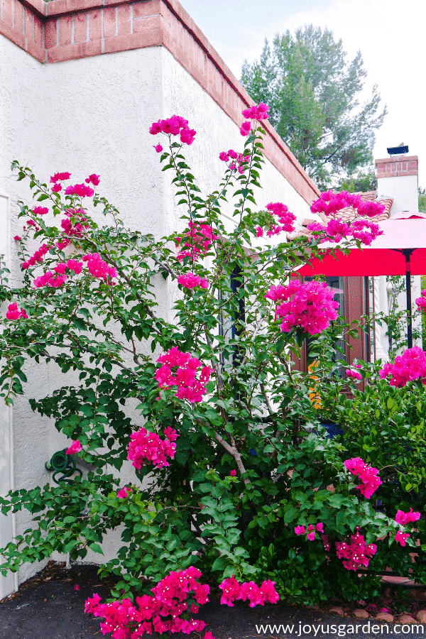 a deep rose bougainvillea barbara karst beginning its bloom in spring