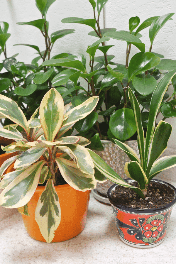 10 Stores Where You Can Buy  Indoor  Plants  Online 