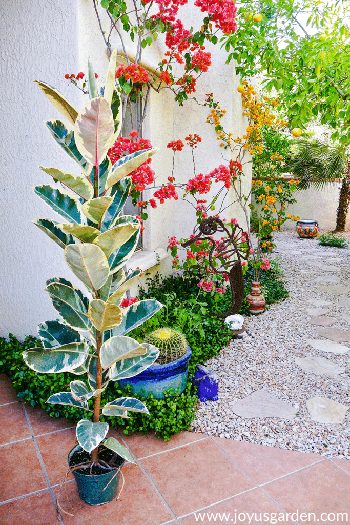 Tall rubber tree plant in outdoor dessert garden