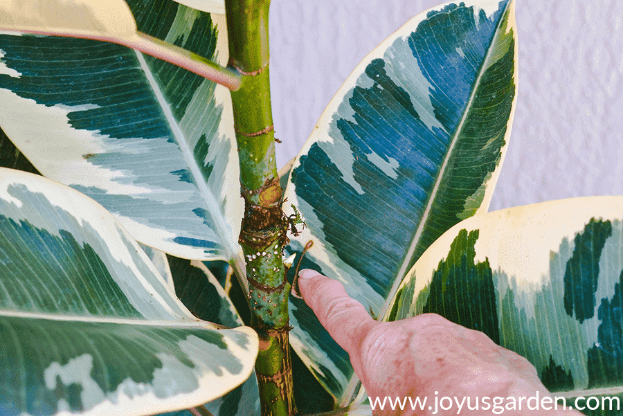 Rubber tree plant stem