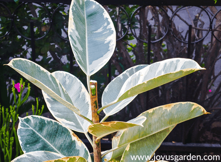 How To Make A Rubber Tree Branch Out Joy Us Garden