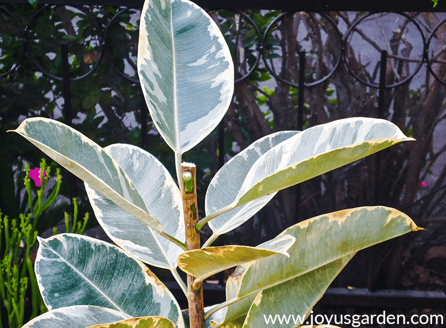 the top of a variegated rubber tree rubber plant ficus elastica which has been cut off