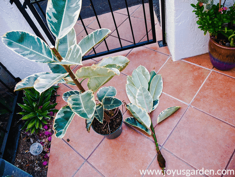 How To Make A Rubber Tree Branch Out Joy Us Garden