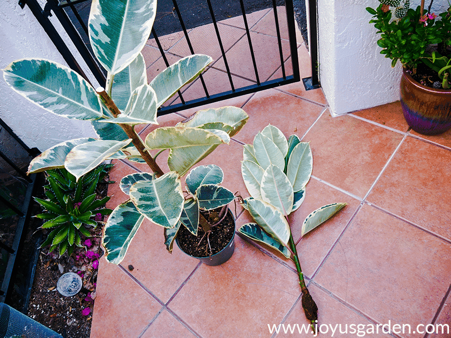 a variegated rubber tree rubber plant ficus elastica in a green grow pot stands next to the top of the plant which has been air layered & cut off