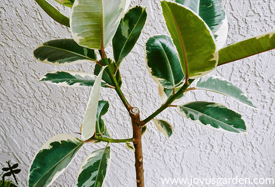 the branching at the top of a beautiful variegated rubber tree rubber plant ficus elastica