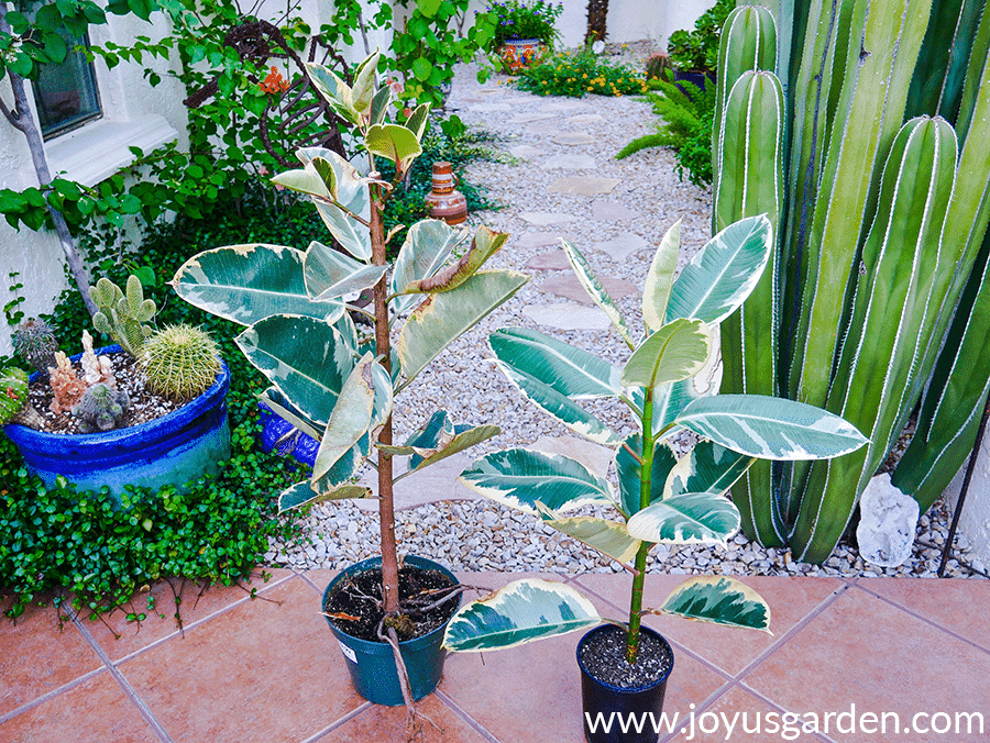 2 variegated rubber trees rubber plants ficus elasticas stand side by side in a desert garden