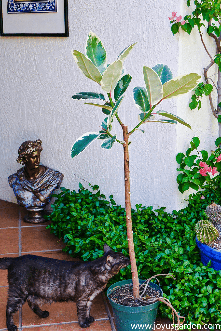 Rubber tree plant is growing outdoors in a grow pot, a house cat is touching its trunk.