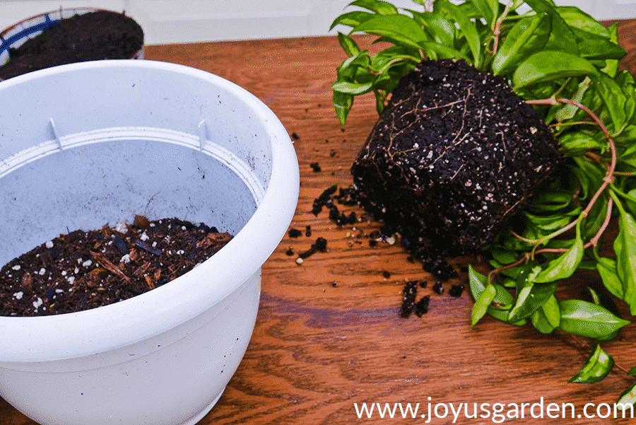 the exposed root ball of a hoya carnosa rubra sits next to a white pot 