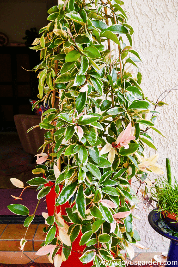 a large variegated hoya plant in a tall red pot grows up & over bamboo hoops 