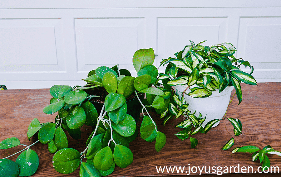 a hoya obovata & hoya carnosa rubra sit side by side on a potting table