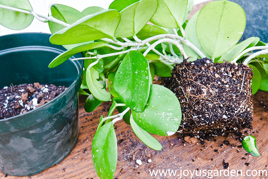 the exposed root ball of a Hoya obovata sits next to a green grow pot